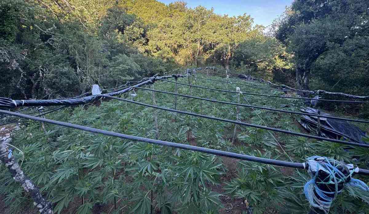 Τεράστια χασισοφυτεία σε χωριό έξω από τη Λαμία – Έφοδος της αστυνομίας με τρεις συλλήψεις